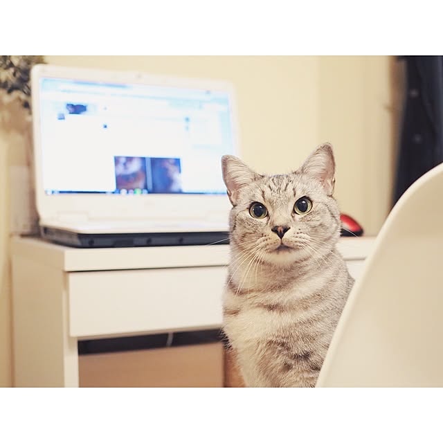 ineko_kさんの実例写真