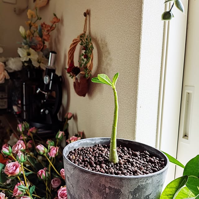 umeboshicyanさんの部屋