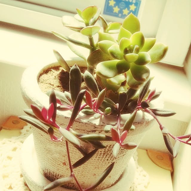 haruさんの実例写真