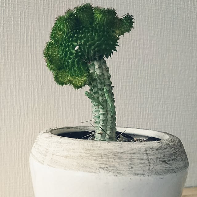 momodarumaさんの実例写真