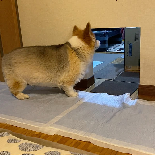 komomo9.18さんの実例写真