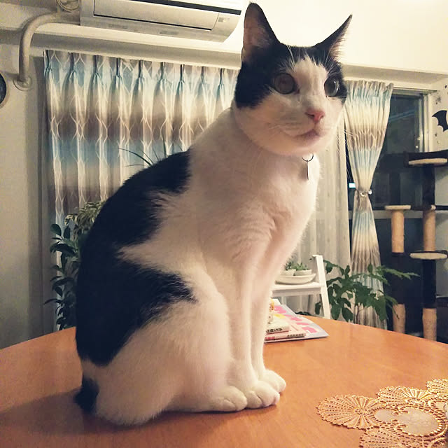 futukoさんの実例写真