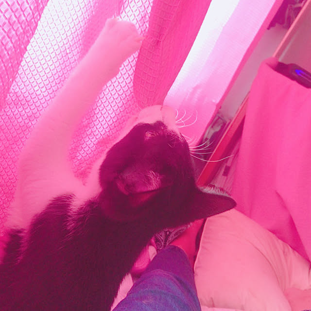 Harukiさんの実例写真