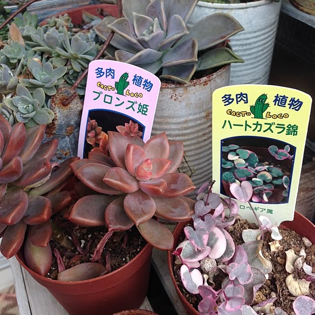 Nanaさんの実例写真
