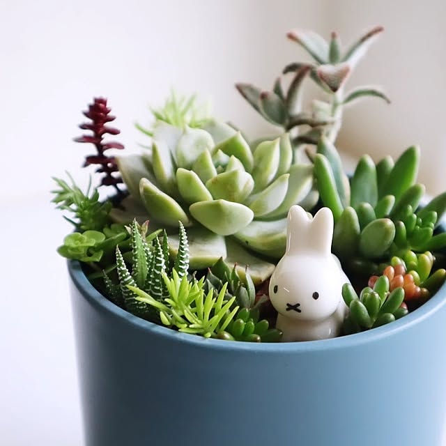 ミッフィー 多肉植物のおしゃれなアレンジ・飾り方のインテリア ミッフィー 多肉植物のおしゃれなアレンジ・飾り方のインテリア