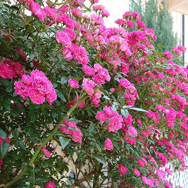 fleur-mamanさんの部屋