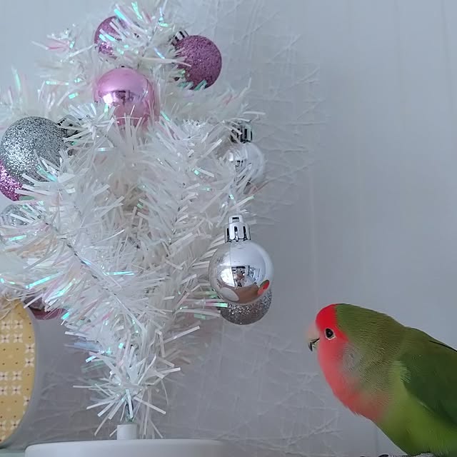 toratanさんの部屋