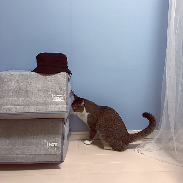 nekomiさんの実例写真