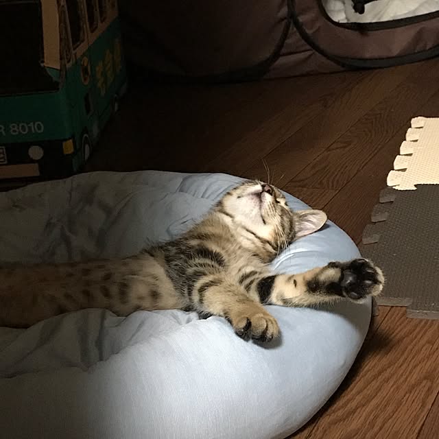 hacchiさんの実例写真