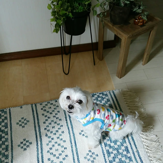 VIORAさんの実例写真
