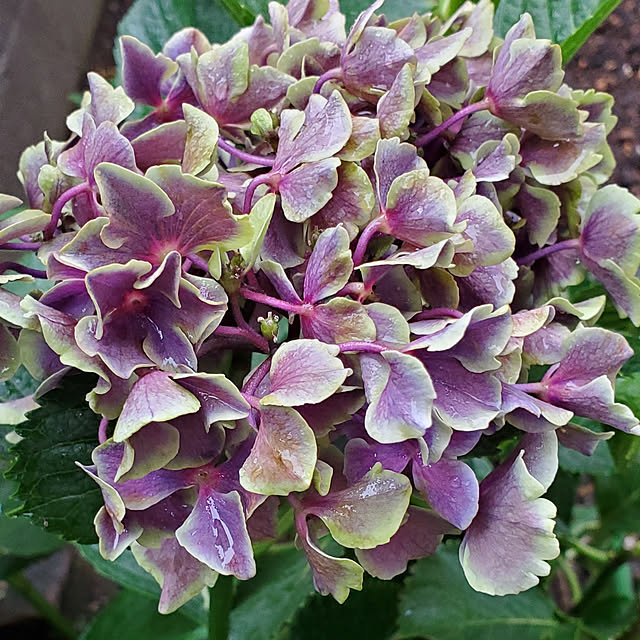 ramuramuさんの実例写真