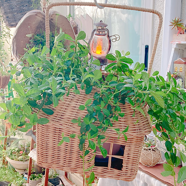Hanakaさんの部屋