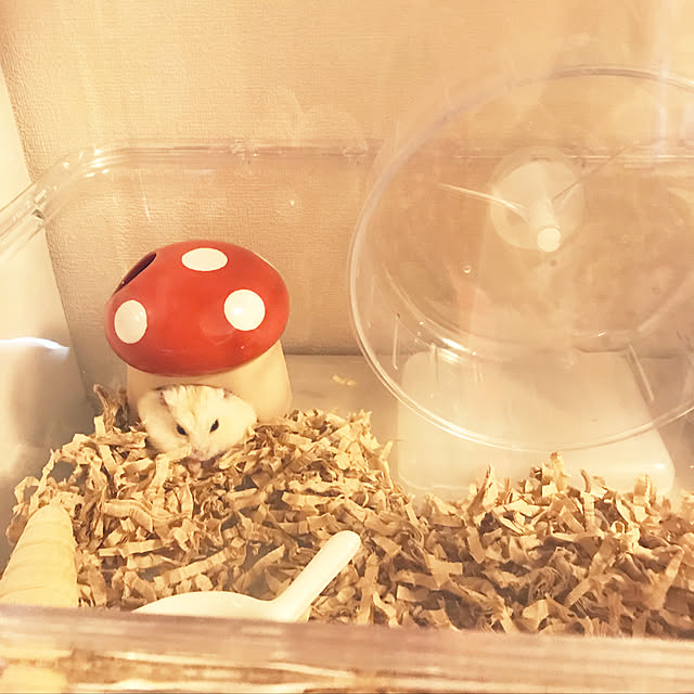 maimaiさんの実例写真