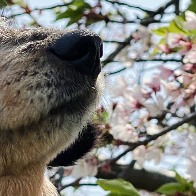 ohanaさんの部屋