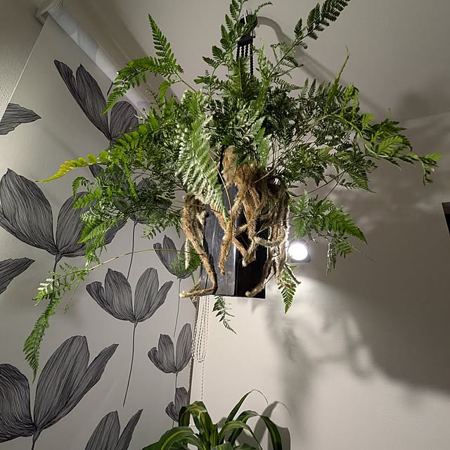 リビング/観葉植物/照明のインテリア実例 - 2025-03-17 22:43:34