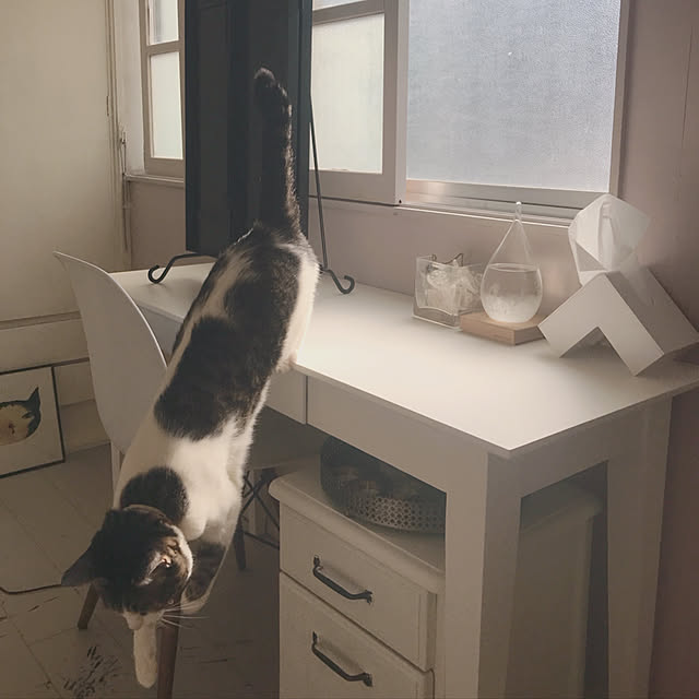 Shihoさんの実例写真