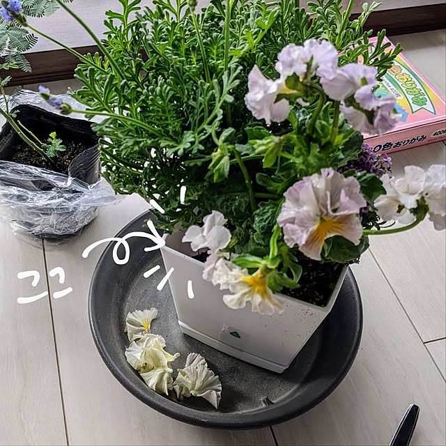 mi-saさんの部屋
