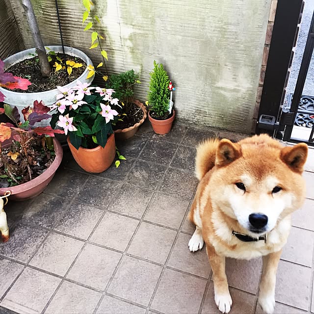 chie.n_n.さんの実例写真