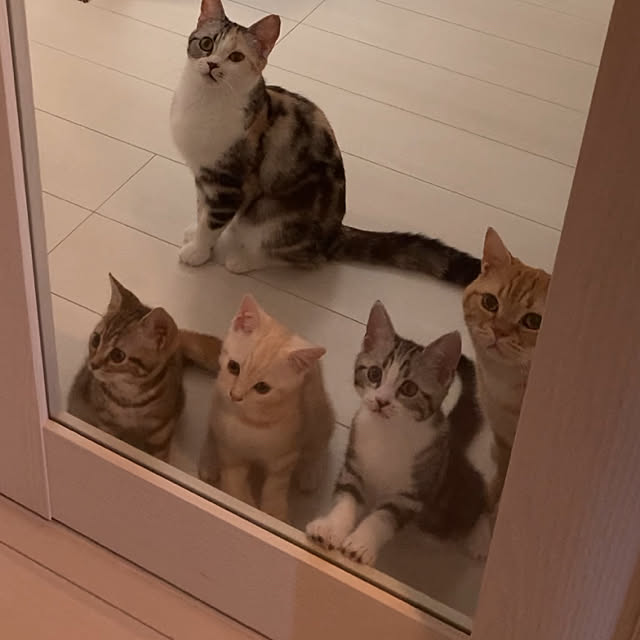mikkumikuさんの実例写真