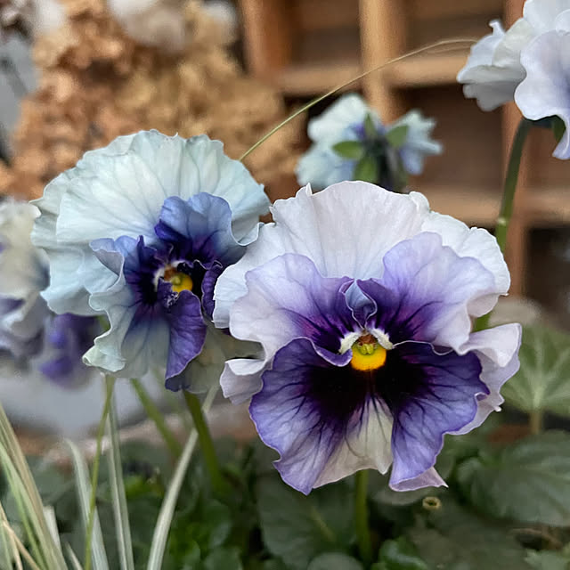 shiropenguinさんの部屋