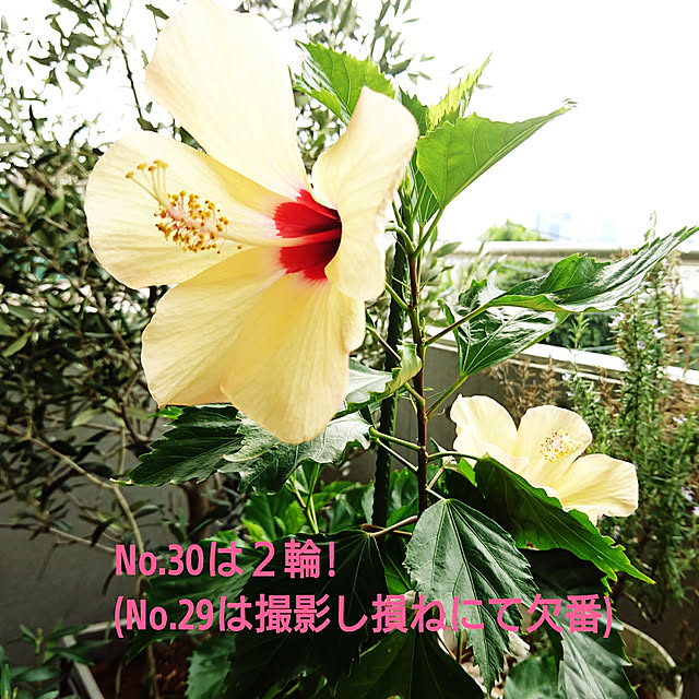 bonobono54さんの実例写真