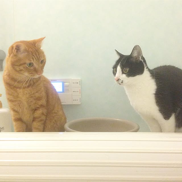 youkoさんの実例写真