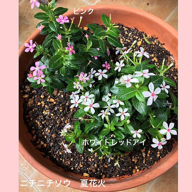 akezouさんの実例写真