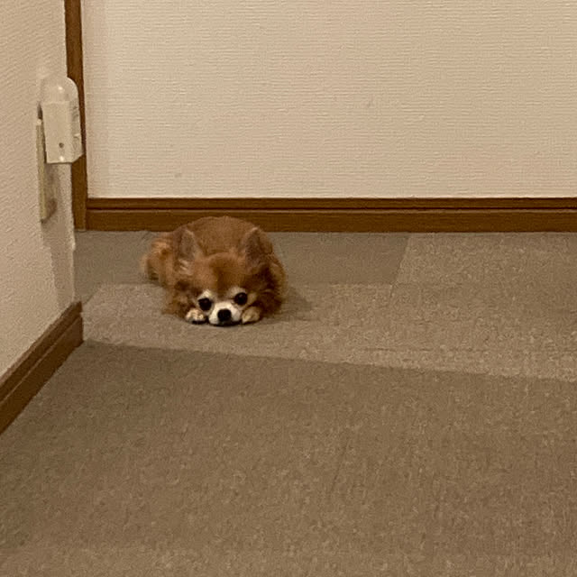 koroさんの実例写真