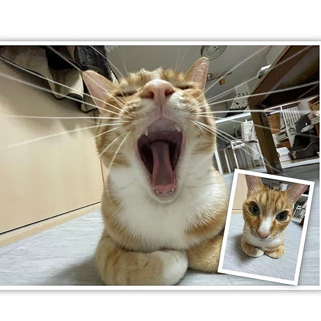koromaroさんの実例写真