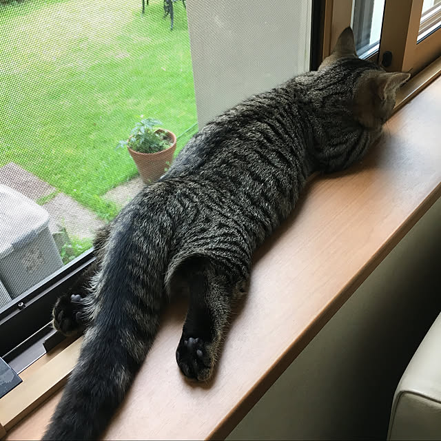 Mihoさんの実例写真