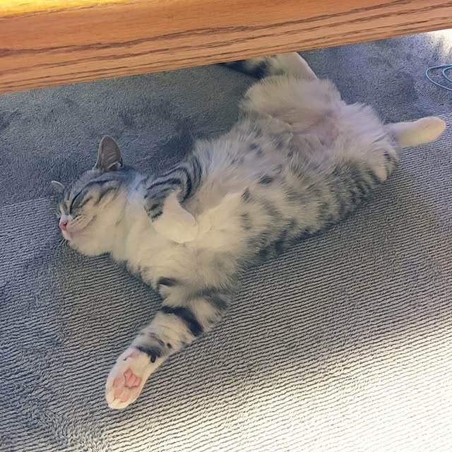 Shojiさんの実例写真
