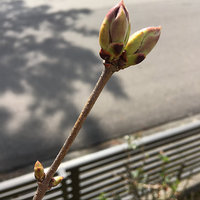 kakoさんの実例写真