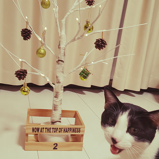 oseroさんの実例写真