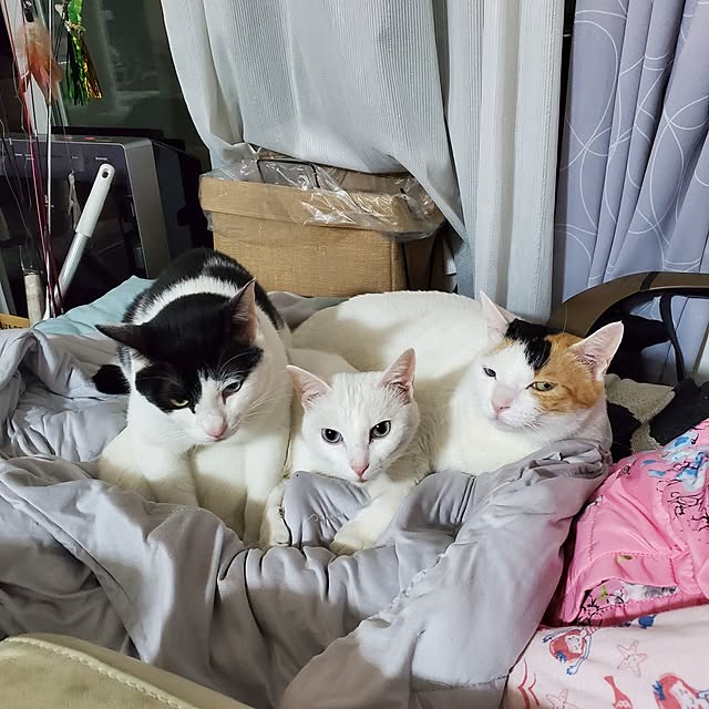 HOTARU.catさんの実例写真