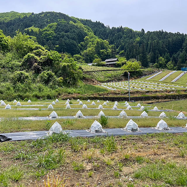 実例写真