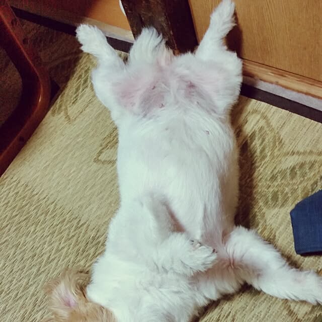 kakkyさんの実例写真