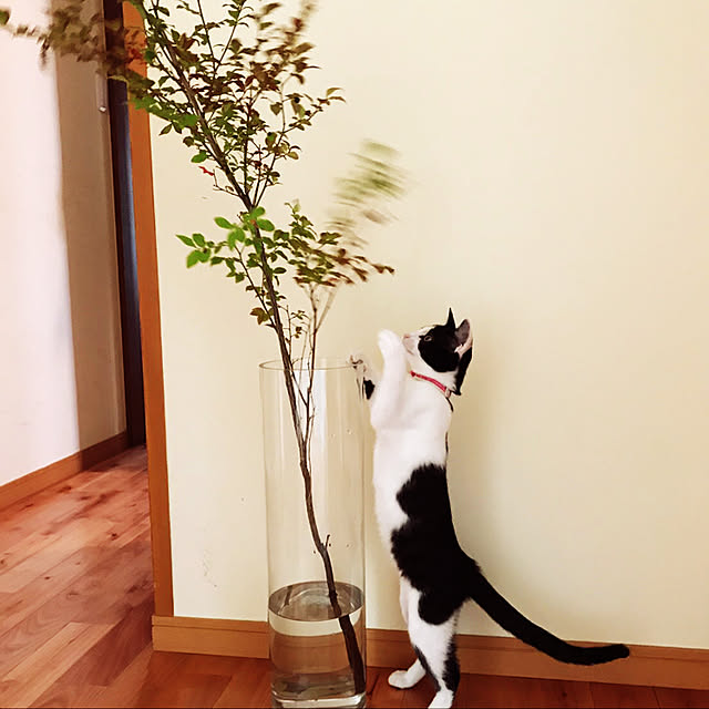 noraさんの実例写真