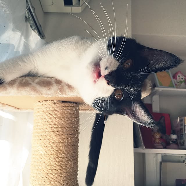 miyabiさんの実例写真