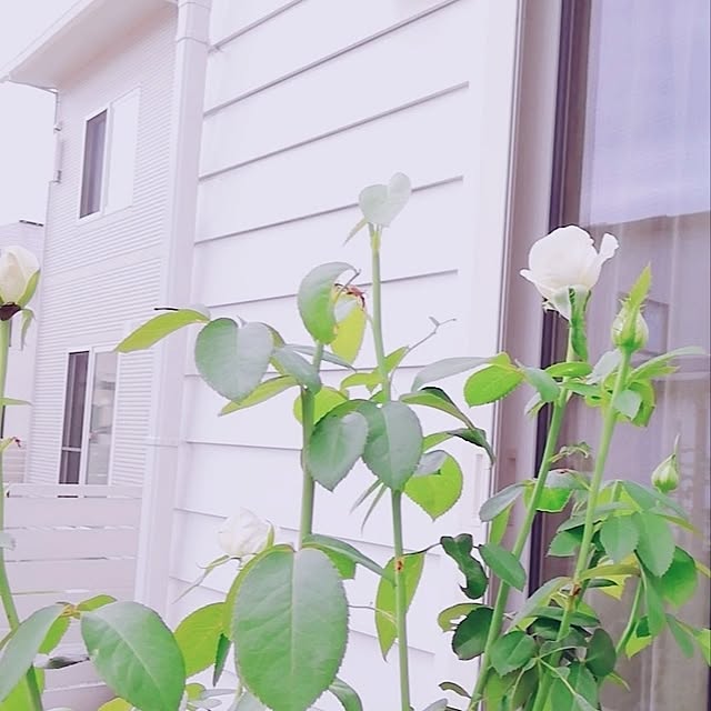 surviveさんの部屋