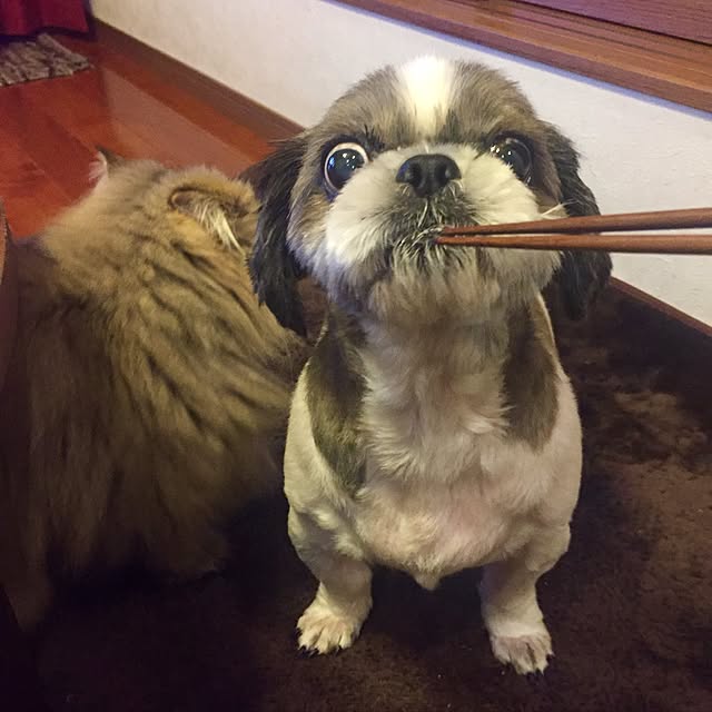 butachanさんの実例写真