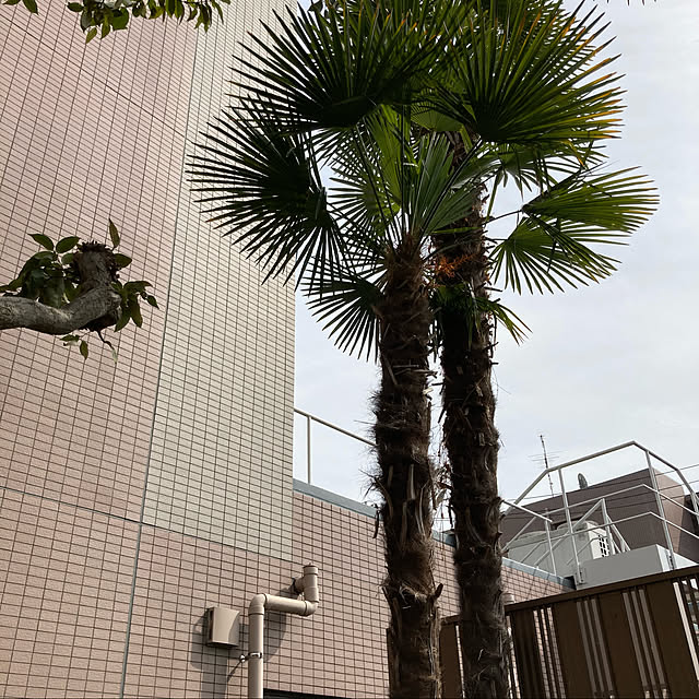 akkoさんの実例写真