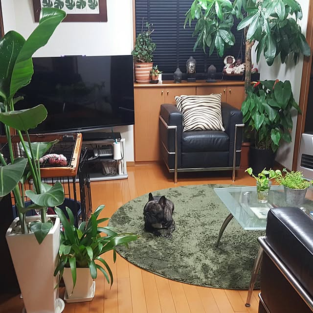 実例写真