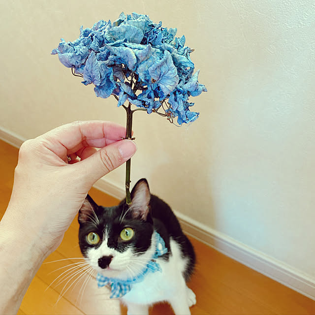 moolさんの実例写真