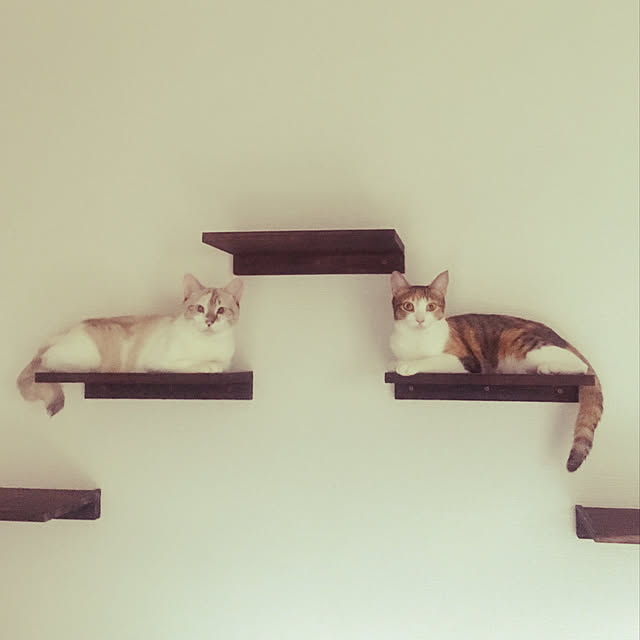 yume_and_meiさんの実例写真