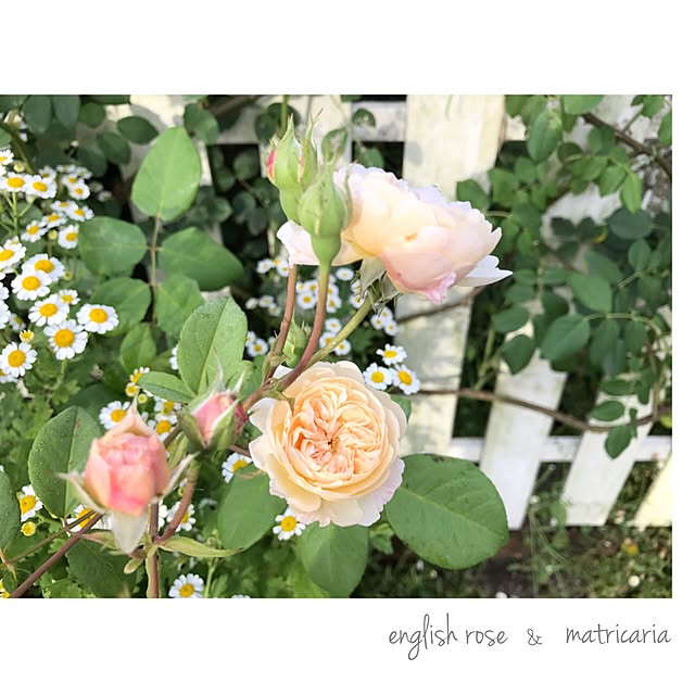 s.mamaさんの実例写真