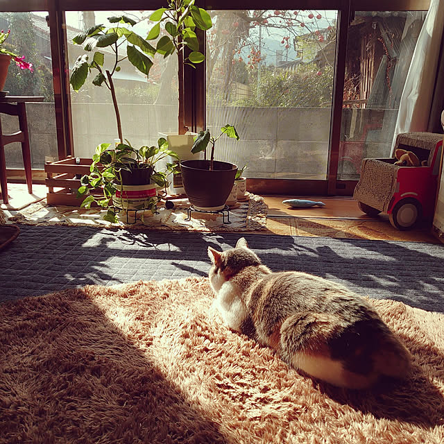 fukuさんの実例写真