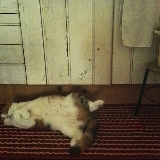 mikiさんの実例写真