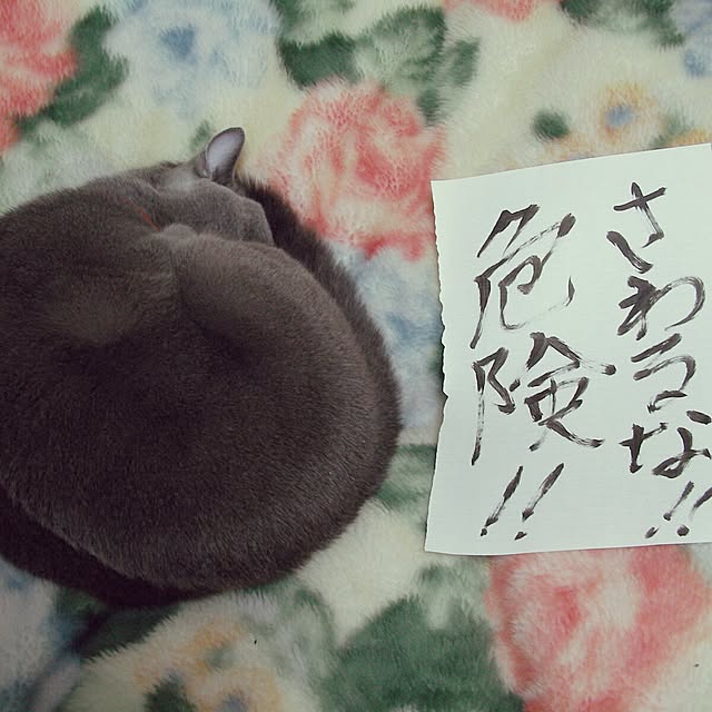 unkoさんの実例写真