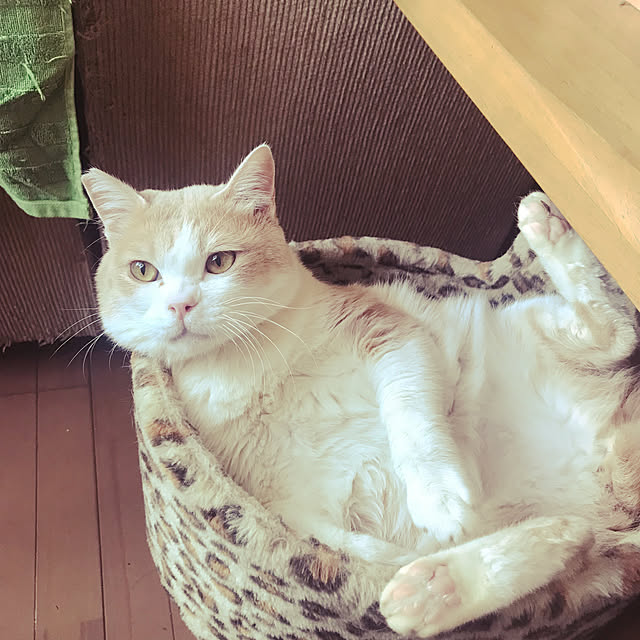 kou-kitiさんの実例写真