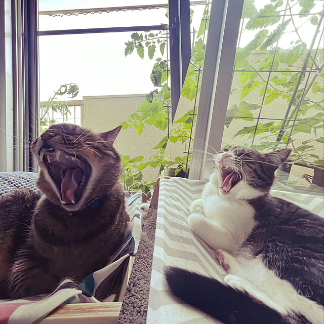 sumoanzuさんの実例写真